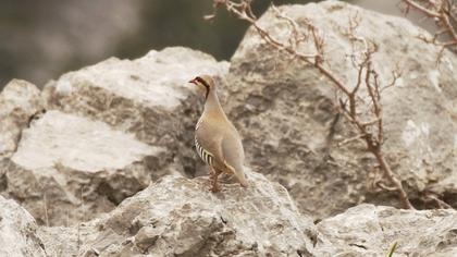 Chukar Partridge