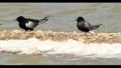Black Tern