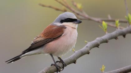 Kızılsırtlı örümcekkuşu