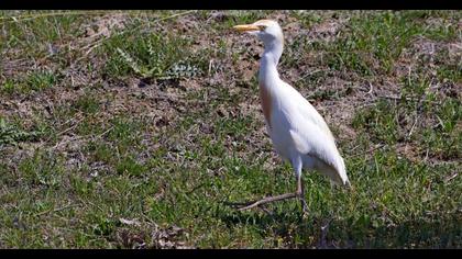 Western Cattle Egret