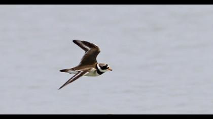 Common Ringed Plover