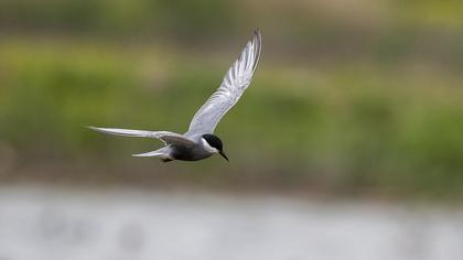 Whiskered Tern
