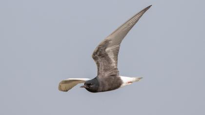 White-winged Tern