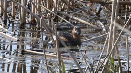 Little Grebe