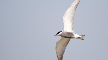 Whiskered Tern