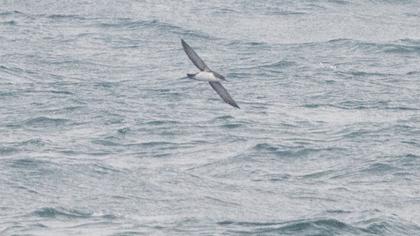Yelkouan Shearwater