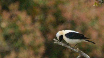 Black-eared Wheatear