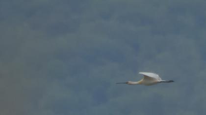 Eurasian Spoonbill