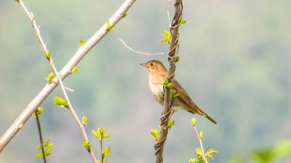 Common Nightingale