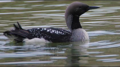 Black-throated Loon