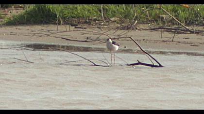 Black-winged Stilt