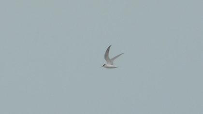 Little Tern