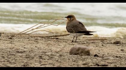 Collared Pratincole