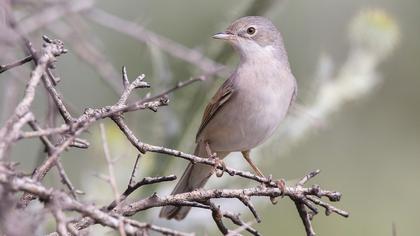 Common Whitethroat