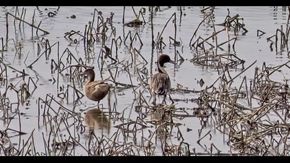 Northern Pintail