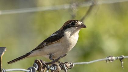 Woodchat Shrike