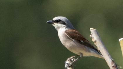 Red-backed Shrike