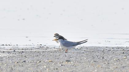 Little Tern