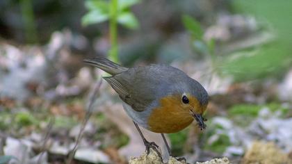 European Robin
