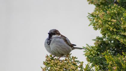 House Sparrow