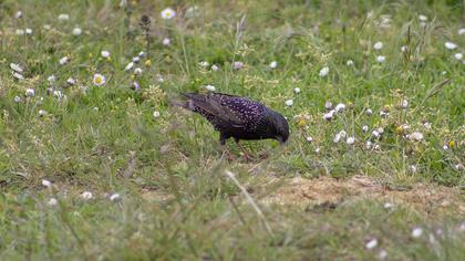 Common Starling