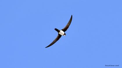Alpine Swift