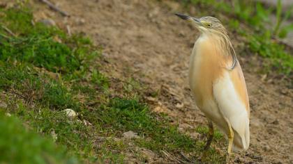 Squacco Heron
