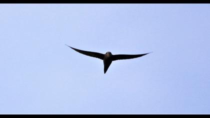 Common Swift