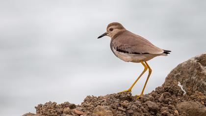 Akkuyruklu kızkuşu