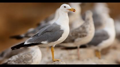 Armenian Gull