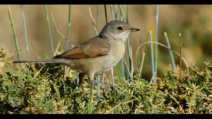 Spectacled Warbler