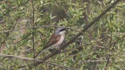 Red-backed Shrike