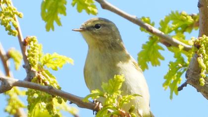 Willow Warbler
