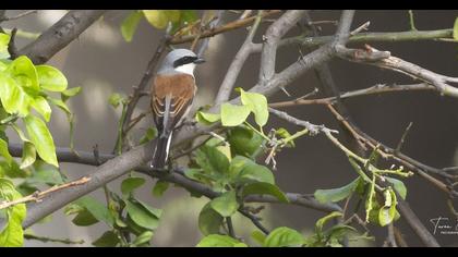 Red-backed Shrike