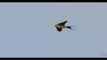 Red-rumped Swallow