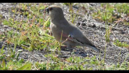 Desert Finch