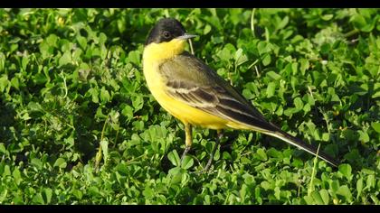 Sarı kuyruksallayan