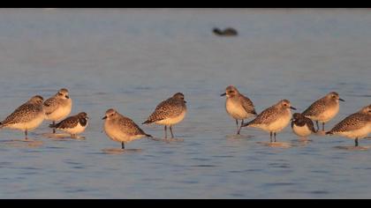 Ruddy Turnstone