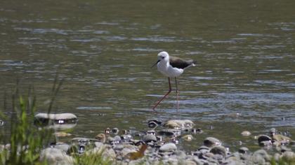 Black-winged Stilt
