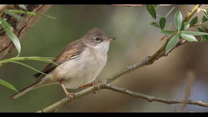 Common Whitethroat