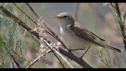 Eastern Olivaceous Warbler