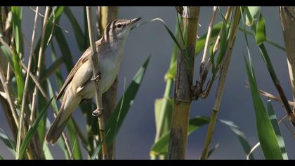 Great Reed Warbler
