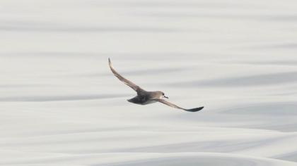 Yelkouan Shearwater