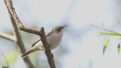 Lesser Whitethroat