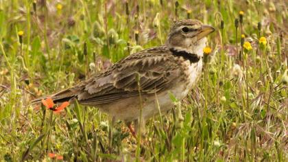 Calandra Lark
