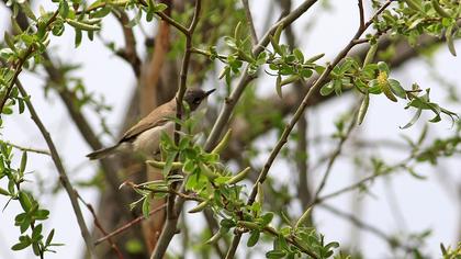 Küçük akgerdanlı ötleğen