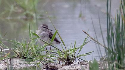 Wood Sandpiper