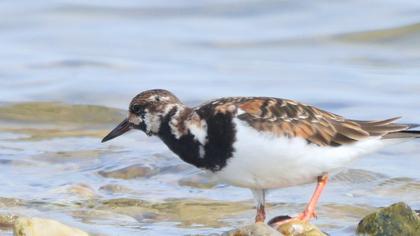 Ruddy Turnstone
