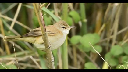 Great Reed Warbler