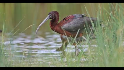 Glossy Ibis